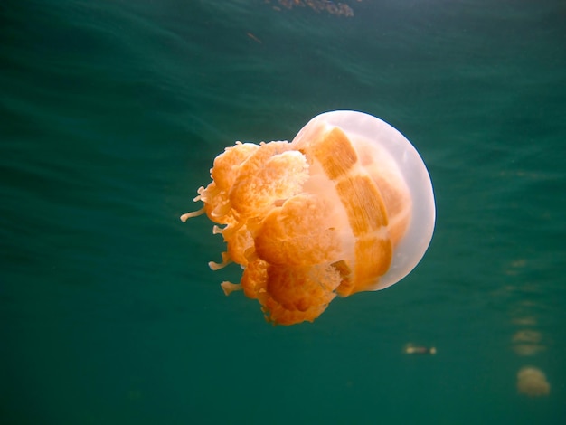 Jellyfish lake. Wildlife of Palau.