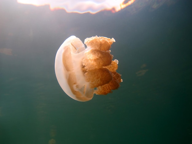 Jellyfish lake. Wildlife of Palau.