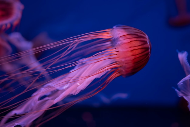 jellyfish Rhizostoma in the sea beautiful poisonous swims