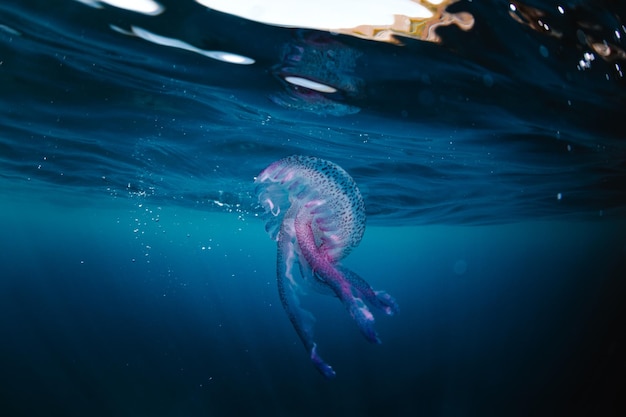 Jellyfish swimming in sea