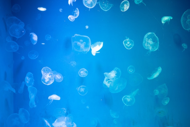 Jellyfishes Swimming In The Sea