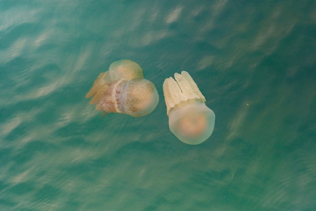 Jellyfishes Swimming In The Sea