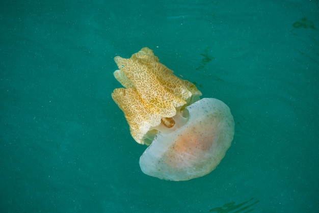 Jellyfishes Swimming In The Sea