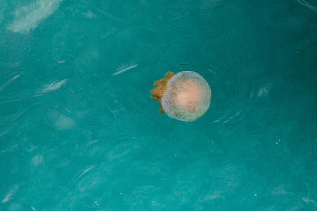 Jellyfishes Swimming In The Sea