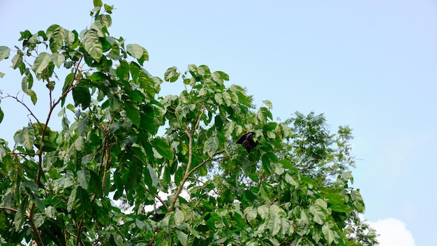 Jengkol tree bears fruit in the plantation area