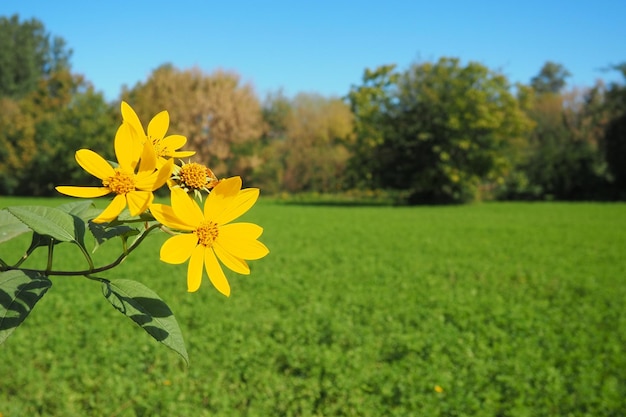 Jerusalem artichoke or tuberous sunflower or ground pear Helianthus tuberosus is a species of perennial herbaceous tuberous plants of the genus Sunflower of the Asteraceae family Yellow flowers