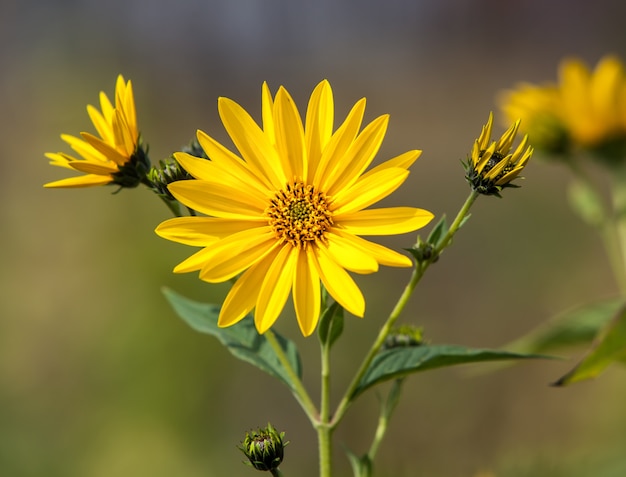 Jerusalem artichoke.