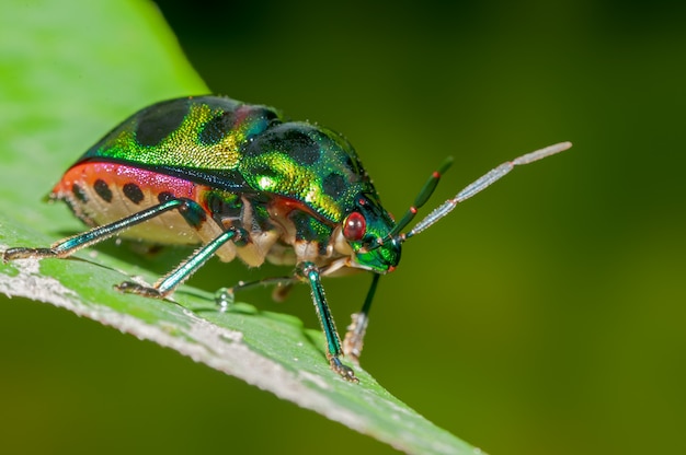 Jewel bug on a leaf with simple