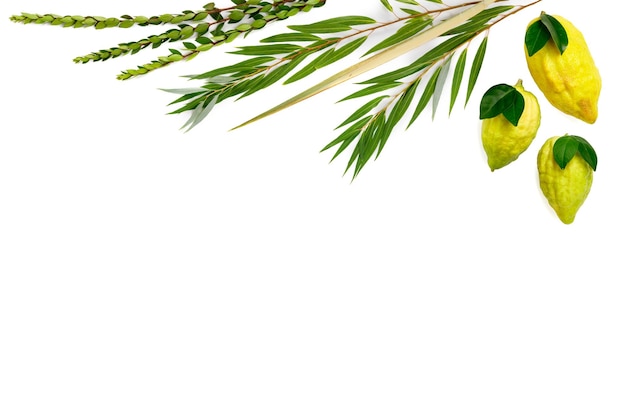 Jewish holiday of Sukkot Traditional symbols The four species Etrog citron lulav palm branch hadas myrtle arava willow