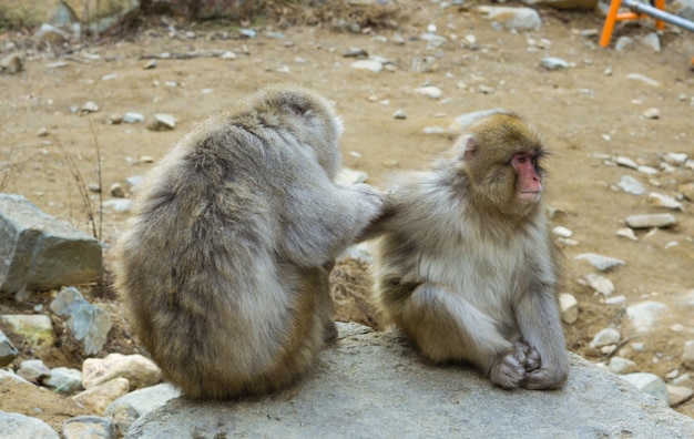 Jigokudani Monkey Park. Unique experience with the natural hot spring