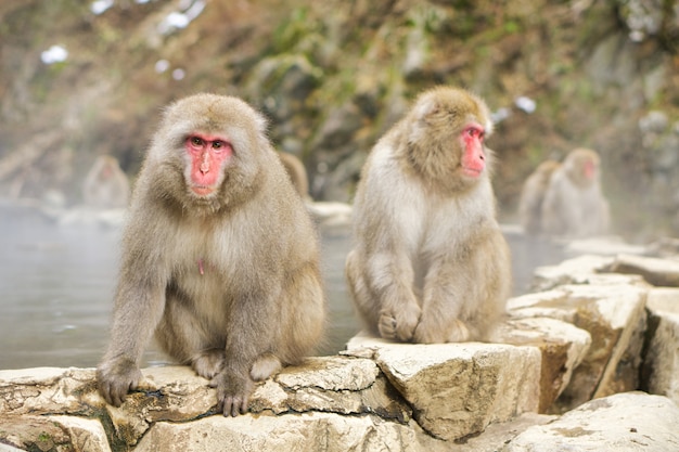 Jigokudani Monkey Park. Unique experience with the natural hot spring