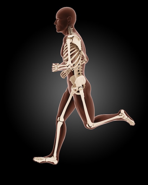 Jogging male medical skeleton