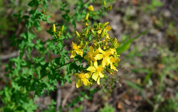 Photo a johns wort grass with few yellow flowers in the middle