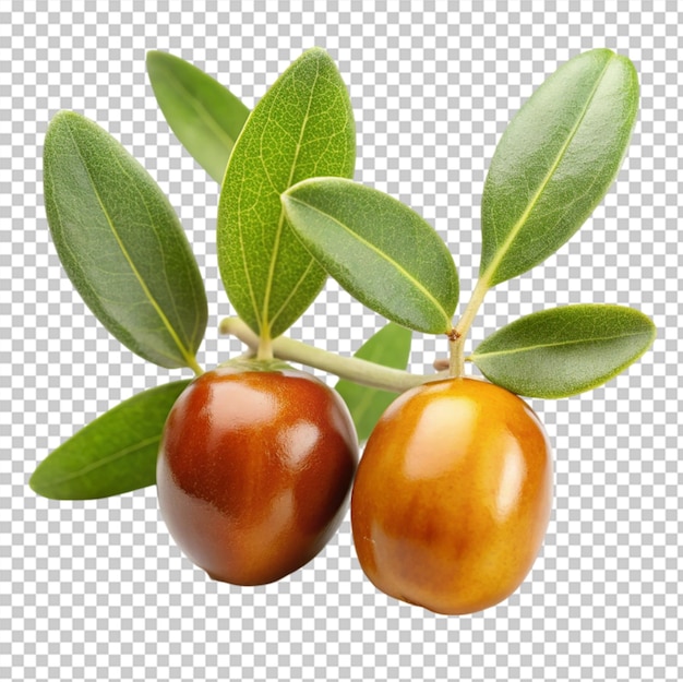 Jojoba seeds isolated on transparent background