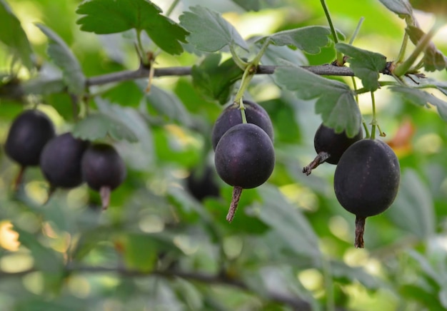 Jostaberry (Ribes × nidigrolaria) hybrid of a black currant and gooseberry in the garden.