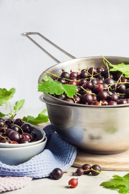 The jostaberry (Ribes x nidigrolaria) hybrid of a black currant and gooseberry