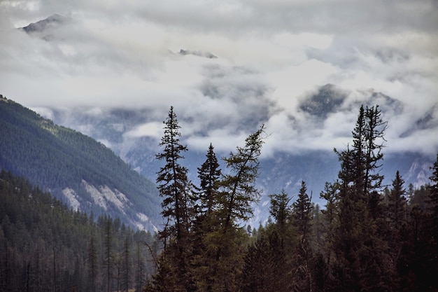 Photo journey on foot through the mountain valleys. the beauty of wildlife. altai, the road to shavlinsky lakes.