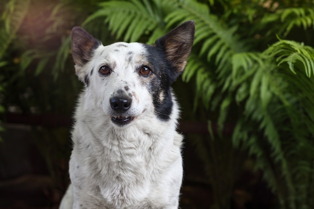 Joyful black and white dog is looking at the camera, a green fern in the background.