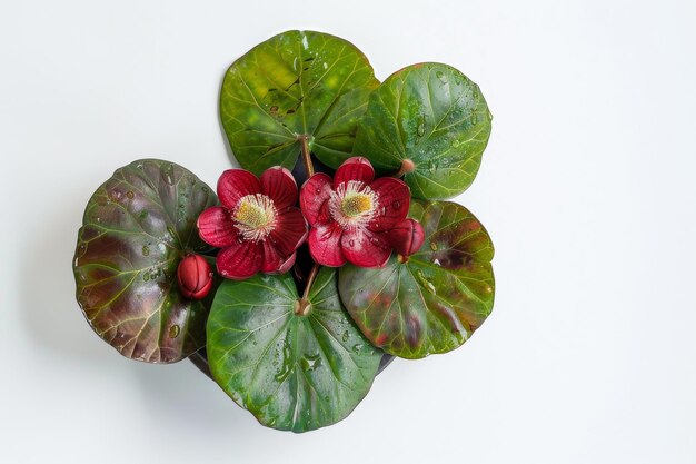 Joyous Water Chestnut Shines On White Background