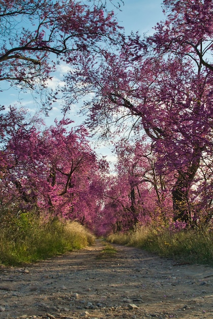 Judas tree or tree of love