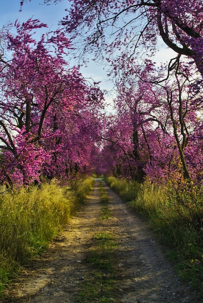 Judas tree or tree of love