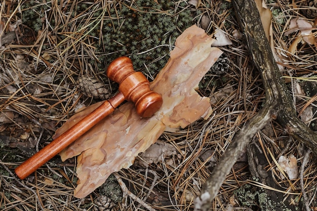 Judge's gavel on a tree in the bark concept of forest law and nature protection