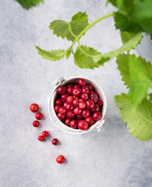 Juicy forest lingonberry in a bucket on light textured background with mint leaf Fresh red cowberry