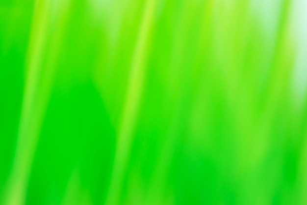 Juicy fresh green grass as a spring blurred background Grass plant on summer morning sunrise blurred background