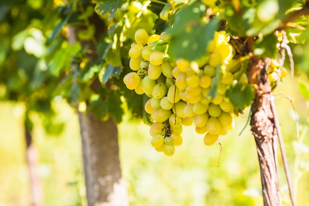 Juicy grape fuit on the bush, grapevine in garden