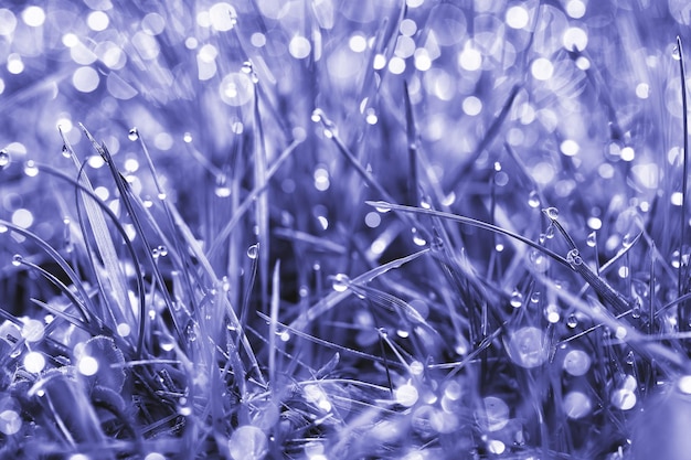 Juicy grass with dew in the morning sun tinted in trendy color of 2022 very peri. Natural background. Selective focus