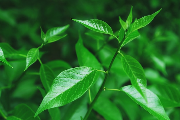 Juicy green foliage of young plants in the forest. The concept of ecology and wildlife