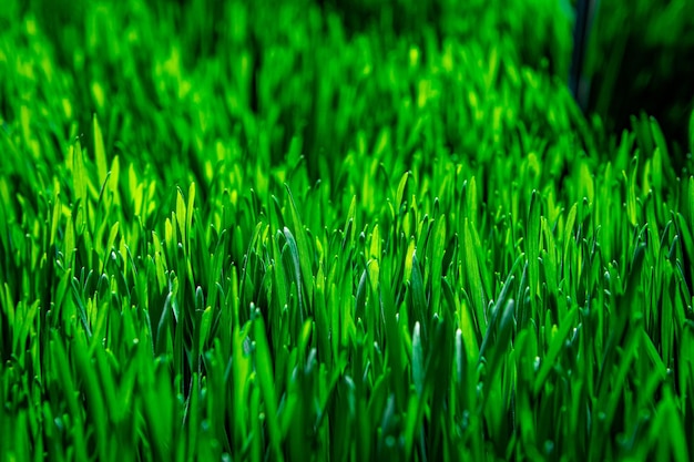 Juicy green grass close up