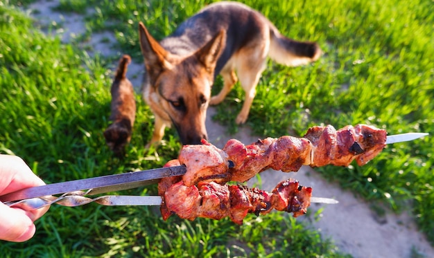 Juicy meat on skewers on a background of green grass The German shepherd and the cat also want to eat meat Kebab of meat is fried on the grill