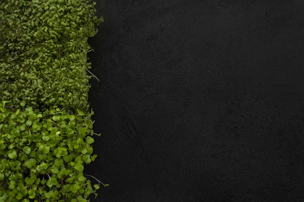 Juicy microgreens in a box on a black background