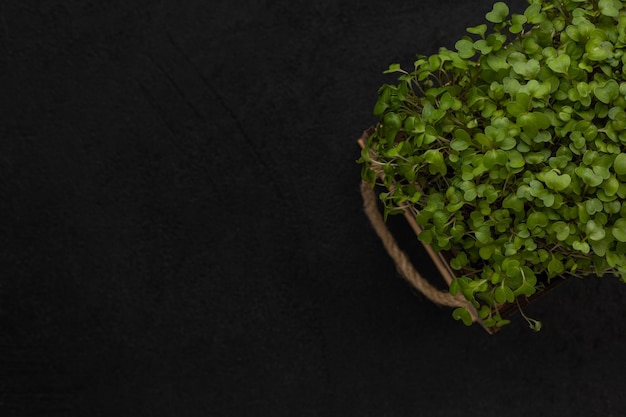 Juicy microgreens in a box on a black background