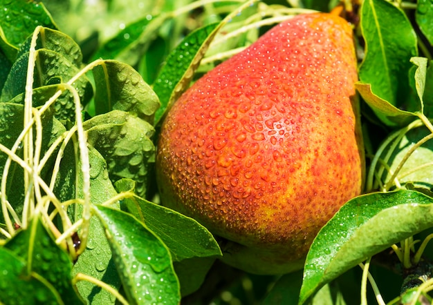 Juicy pears with water drops on a pear branch.