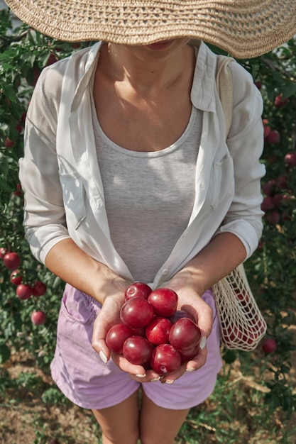 Juicy plums in the hands of a woman grown in the family backyard garden