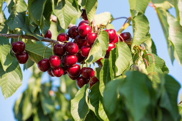 Juicy red cherries on cherry tree. Close-up