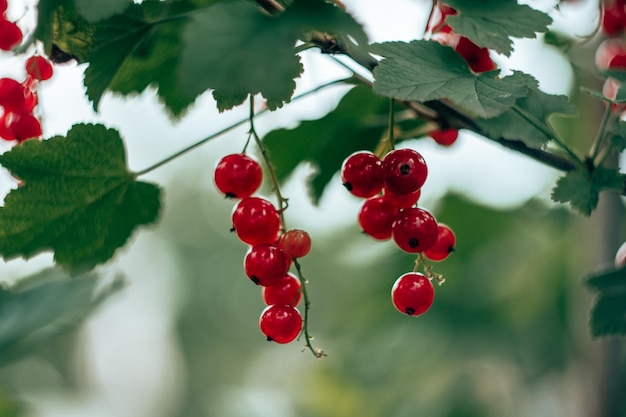 Juicy ripe berries of red currant hanging on branch of bush with leaves in garden at sunrise Vitamins summertime harvest preservation vegetarian nature concept Soft focus