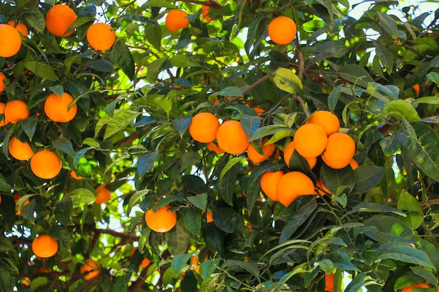 Juicy ripe fruits of oranges on the tree.