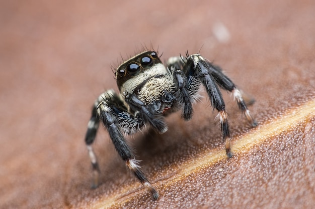 Jumping spider or Carrhotus sannio ( male ) on dried leaf 