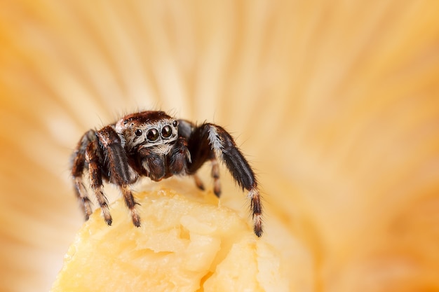 Jumping spider on a Chanterelle. The most popular eaten species of wild mushrooms.