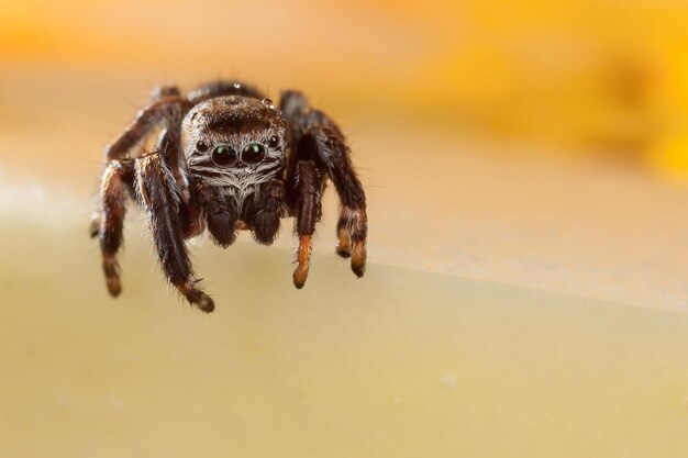 Jumping spider on a chopped apple edge looking down