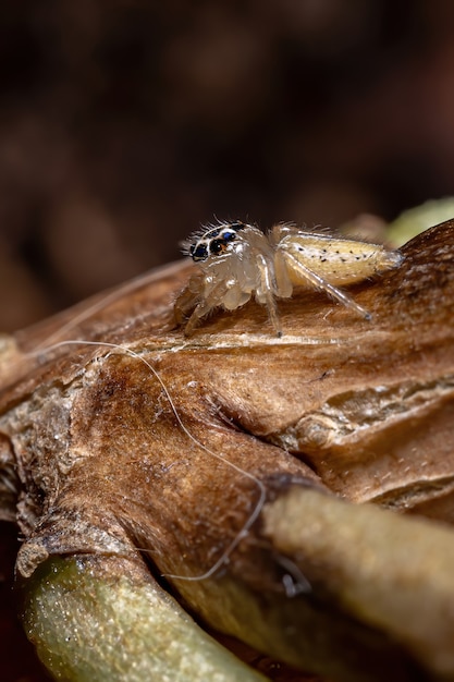 Jumping spider of the genus Colonus