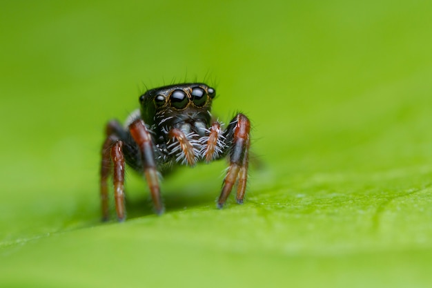 Jumping spider on green leaf in nature