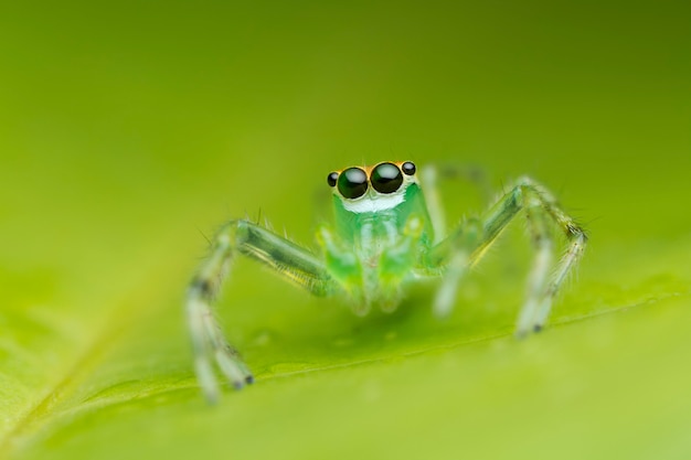 Jumping spider on green leaf in nature