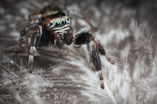 Photo jumping spider on the grey variegated feathers with water drops