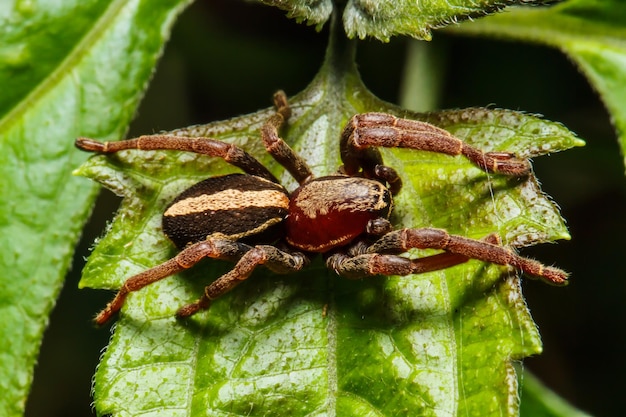 Jumping spider on leaf