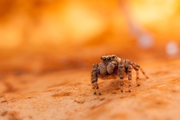 Jumping spider on the orange autumn leaf in bright orange background