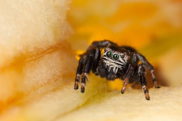 Jumping spider sitting inside yellow chopped apple